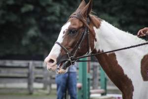 Sussex County Fair 2019 - Captured at Sussex County Fairgrounds, Frankford NJ United States.