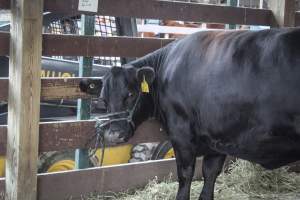 Sussex County Fair 2019 - Captured at Sussex County Fairgrounds, Frankford NJ United States.