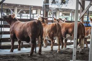 Sussex County Fair 2019 - Captured at Sussex County Fairgrounds, Frankford NJ United States.
