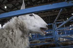 Sussex County Fair 2019 - Captured at Sussex County Fairgrounds, Frankford NJ United States.
