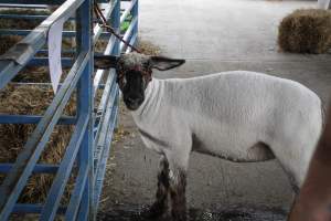 Sussex County Fair 2019 - Captured at Sussex County Fairgrounds, Frankford NJ United States.