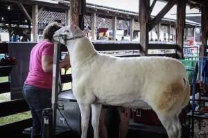 Sussex County Fair 2019 - Captured at Sussex County Fairgrounds, Frankford NJ United States.