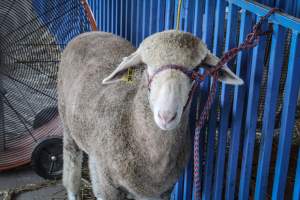 Sussex County Fair 2019 - Captured at Sussex County Fairgrounds, Frankford NJ United States.