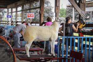 Sussex County Fair 2019 - Captured at Sussex County Fairgrounds, Frankford NJ United States.