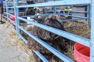 Sussex County Fair 2019 - Captured at Sussex County Fairgrounds, Frankford NJ United States.