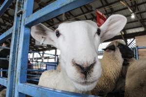 Sussex County Fair 2019 - Captured at Sussex County Fairgrounds, Frankford NJ United States.