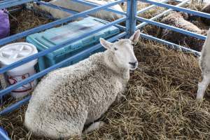Sussex County Fair 2019 - Captured at Sussex County Fairgrounds, Frankford NJ United States.