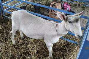 Sussex County Fair 2019 - Captured at Sussex County Fairgrounds, Frankford NJ United States.