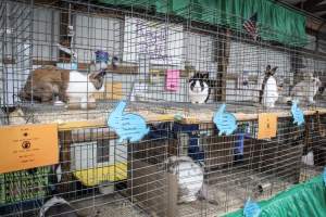 Sussex County Fair 2019 - Captured at Sussex County Fairgrounds, Frankford NJ United States.