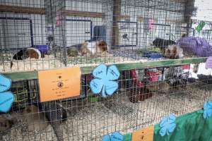 Sussex County Fair 2019 - Captured at Sussex County Fairgrounds, Frankford NJ United States.