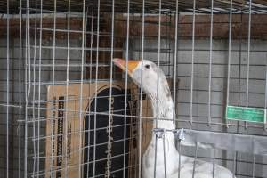 Sussex County Fair 2019 - Captured at Sussex County Fairgrounds, Frankford NJ United States.