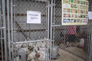 Sussex County Fair 2019 - Captured at Sussex County Fairgrounds, Frankford NJ United States.