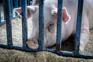 Sussex County Fair 2019 - Captured at Sussex County Fairgrounds, Frankford NJ United States.