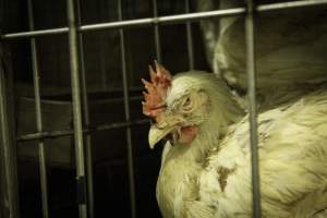 Thanksgiving Vigil 2018 - Captured at Amana Farms Live Poultry, Brooklyn NY United States.
