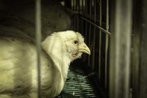 Thanksgiving Vigil 2018 - Captured at Amana Farms Live Poultry, Brooklyn NY United States.