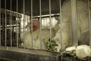 Thanksgiving Vigil 2018 - Captured at Amana Farms Live Poultry, Brooklyn NY United States.