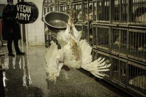 Thanksgiving Vigil 2018 - Captured at Amana Farms Live Poultry, Brooklyn NY United States.