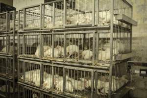 Thanksgiving Vigil 2018 - Captured at Amana Farms Live Poultry, Brooklyn NY United States.