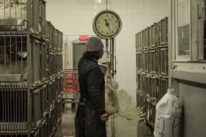 Thanksgiving Vigil 2018 - Captured at Amana Farms Live Poultry, Brooklyn NY United States.