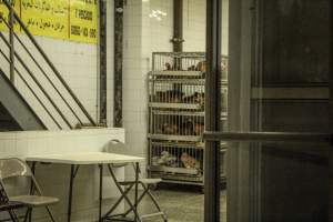 Thanksgiving Vigil 2018 - Captured at Amana Farms Live Poultry, Brooklyn NY United States.