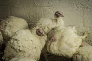 Thanksgiving Vigil 2018 - Captured at Amana Farms Live Poultry, Brooklyn NY United States.