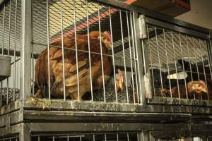 Thanksgiving Vigil 2018 - Captured at Amana Farms Live Poultry, Brooklyn NY United States.