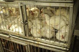 Thanksgiving Vigil 2018 - Captured at Amana Farms Live Poultry, Brooklyn NY United States.