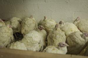 Thanksgiving Vigil 2018 - Captured at Amana Farms Live Poultry, Brooklyn NY United States.