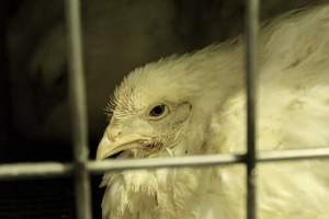 Thanksgiving Vigil 2018 - Captured at Amana Farms Live Poultry, Brooklyn NY United States.