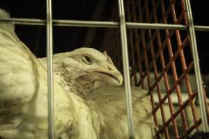 Thanksgiving Vigil 2018 - Captured at Amana Farms Live Poultry, Brooklyn NY United States.