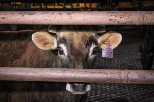 Manning Beef April 15th 2019 - Captured at Manning Beef LLC, Pico Rivera CA United States.