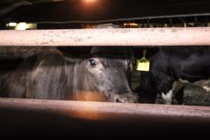 Manning Beef April 15th 2019 - Captured at Manning Beef LLC, Pico Rivera CA United States.