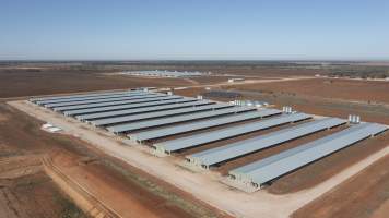 Captured at Springdale Farm, Carrathool NSW Australia.