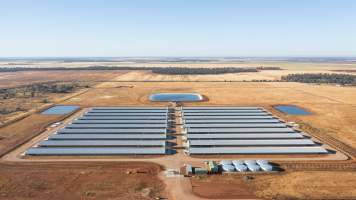 Captured at Meriki Farm, Goolgowi NSW Australia.