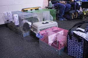 4-H Rabbit, Cavy and Small Animal Show 2026 - Photos taken at a 4-H Small Animal show - Captured at Somerset County Ted Blum 4-H Center, Bridgewater NJ United States.