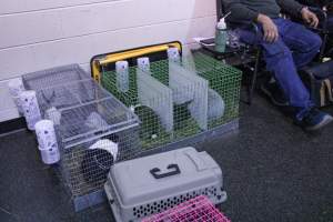 4-H Rabbit, Cavy and Small Animal Show 2026 - Photos taken at a 4-H Small Animal show - Captured at Somerset County Ted Blum 4-H Center, Bridgewater NJ United States.