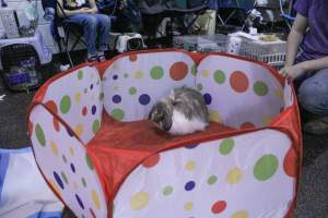 4-H Rabbit, Cavy and Small Animal Show 2026 - Photos taken at a 4-H Small Animal show - Captured at Somerset County Ted Blum 4-H Center, Bridgewater NJ United States.