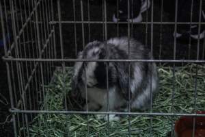 4-H Rabbit, Cavy and Small Animal Show 2026 - Photos taken at a 4-H Small Animal show - Captured at Somerset County Ted Blum 4-H Center, Bridgewater NJ United States.