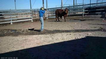 Cow about to be shot at Feedlot - Captured at Opal Creek Feedlot, Dunmore QLD Australia.