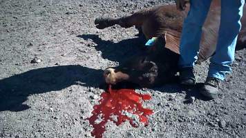 Dead cow at Feedlot - Captured at Opal Creek Feedlot, Dunmore QLD Australia.