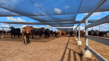 Cows at Feedlot - Captured at Opal Creek Feedlot, Dunmore QLD Australia.