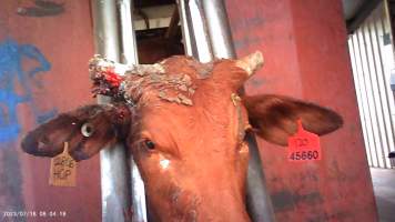 Cow in crush at Feedlot - Captured at Opal Creek Feedlot, Dunmore QLD Australia.