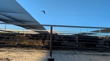 Cows at Feedlot - Captured at Opal Creek Feedlot, Dunmore QLD Australia.