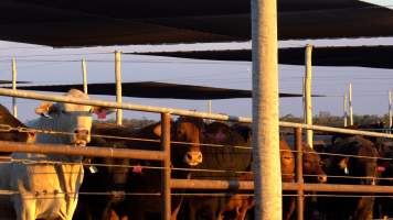 Cows at Feedlot - Captured at Opal Creek Feedlot, Dunmore QLD Australia.