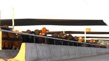 Cows at Feedlot - Captured at Opal Creek Feedlot, Dunmore QLD Australia.