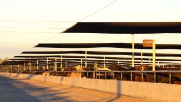 Cows at Feedlot - Captured at Opal Creek Feedlot, Dunmore QLD Australia.