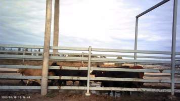 Cows at Feedlot - Captured at Opal Creek Feedlot, Dunmore QLD Australia.