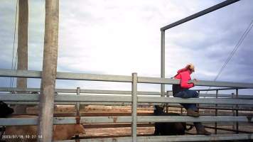 Cows at Feedlot - Captured at Opal Creek Feedlot, Dunmore QLD Australia.