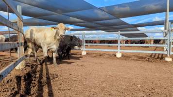 Cows at Feedlot - Captured at Opal Creek Feedlot, Dunmore QLD Australia.