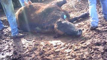 Cast cow at Feedlot - Captured at Opal Creek Feedlot, Dunmore QLD Australia.